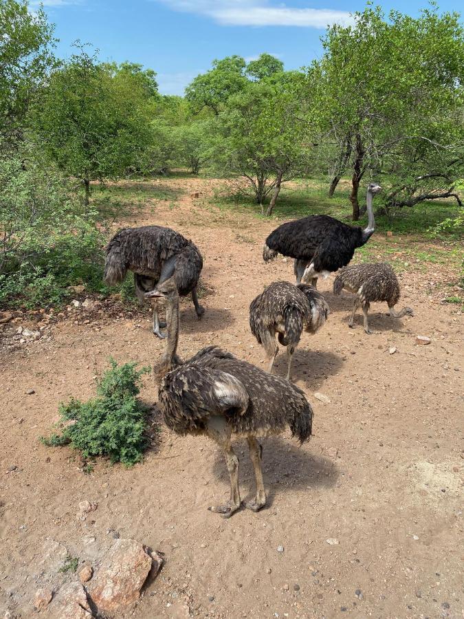 Birdsong Kruger Villa Marloth Park Kültér fotó