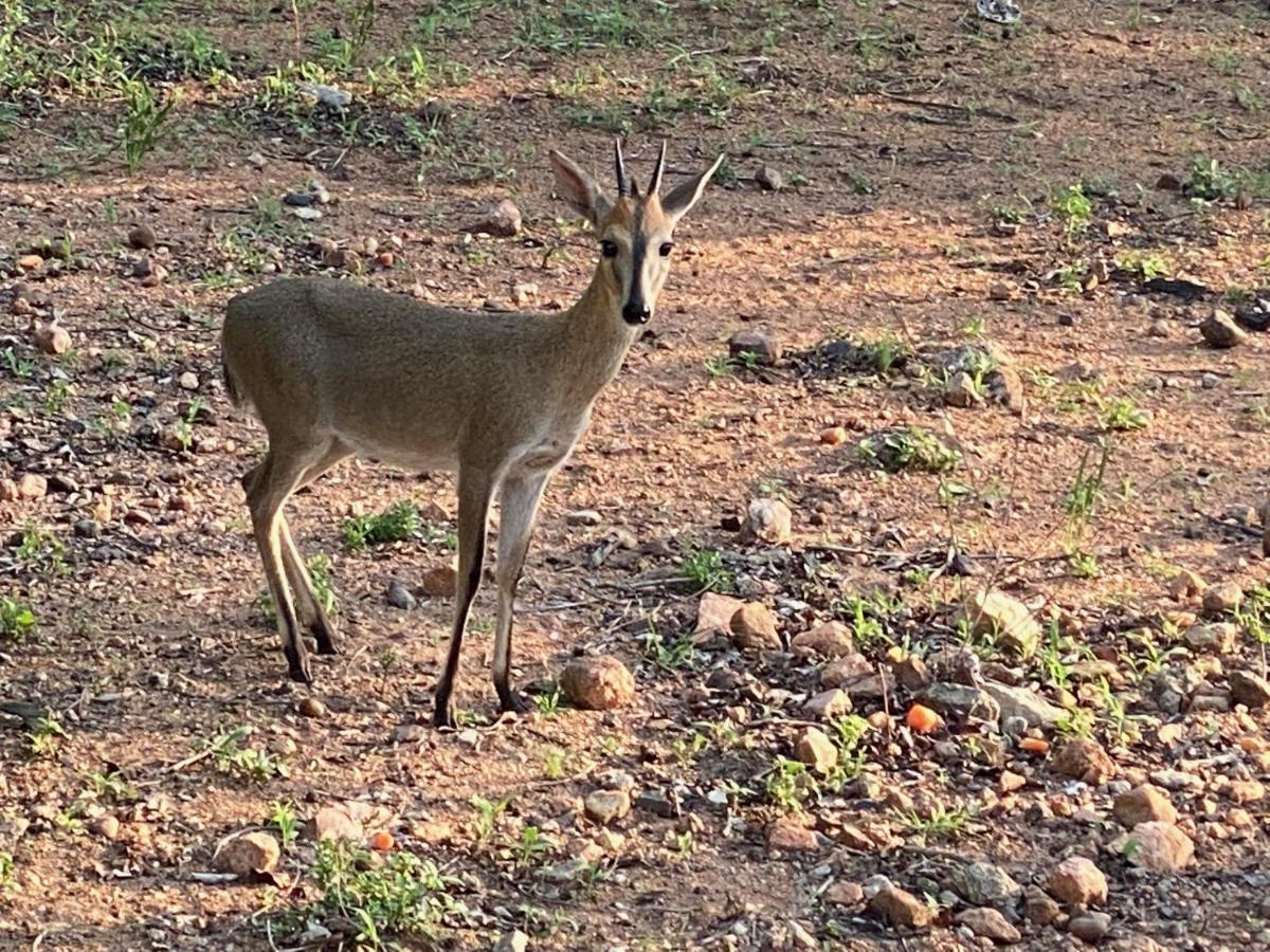 Birdsong Kruger Villa Marloth Park Kültér fotó